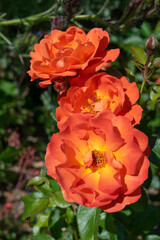 Spring roses in the park