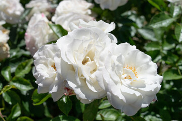 Spring roses in the park