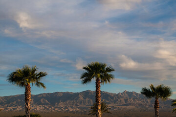 Palm Trees and Mountains