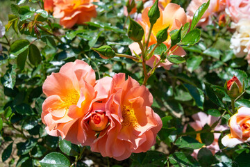 Spring roses in the park