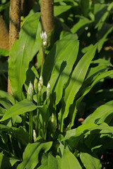 Obraz premium Bärlauch