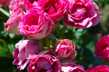 Spring roses in the park