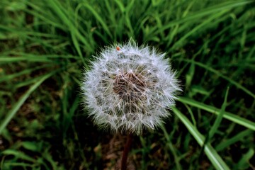 幾何学模様に見えるタンポポ
