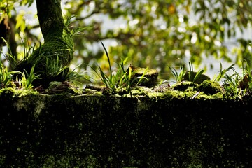 石の上に生えた草が日差しを浴びている
