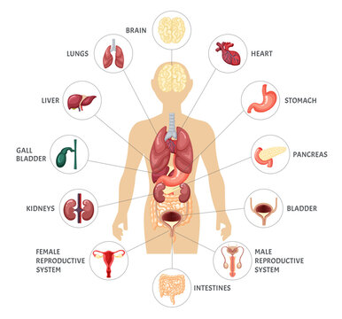 Human body internal organs infographics. Anatomical location internal organs brain kidney bladder female male reproductive system pancreas liver stomach lungs heart intestines. Vector illustration.
