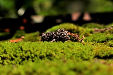 苔と松ボックリのクローズアップ
