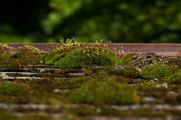 銅板屋根の上の成長する苔
