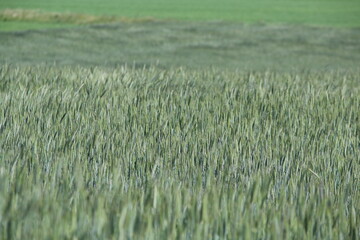 A green grain field as a close-up