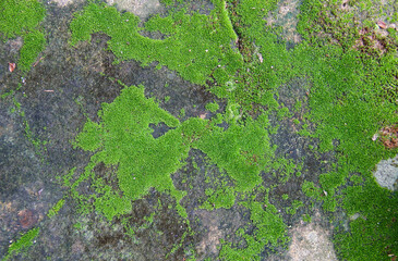 Fototapeta premium Green moss on the old concrete floor.