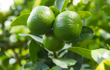 Green limes hanging on a tree in the garden.