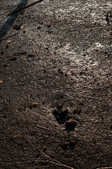 The surface of the soil by the water around the mangrove forest