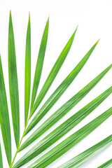Palm leaf isolated on white background with clipping path. Summer background concept.