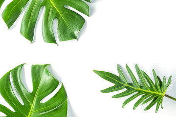 Monstera leafs lay on white background. Summer background concept.
