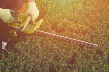 Hands of unknown worker in yellow gloves are trimming the overgrown green bush with electric hedge...