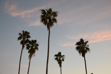 California Palms