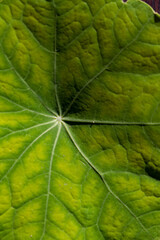 Fototapeta na wymiar centric veins on a green leaf of a nasturtium