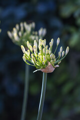 Bud of a white Agapanthus in the sunshine