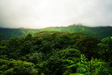 A Tropical forest with green mountains in Hawaii, O'ahu Island - obrazy, fototapety, plakaty