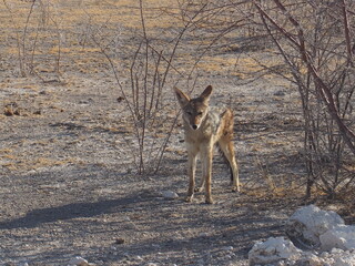 A coyote standing on a savannah, Etosha, Namibia