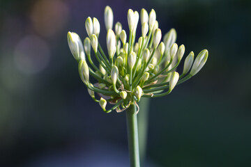 Bud of a white Agapanthus in the sunshine