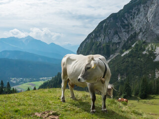 a young cow on an alpine pasture in the alps