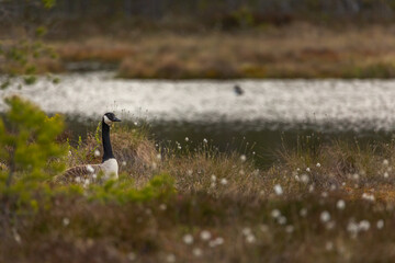 Canada goose sitting in a moss in a swamp. Knuthojdmossen, Sweden