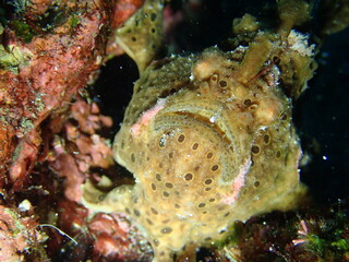 カエルアンコウ（勝山）