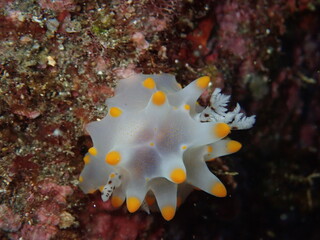 コンペイトウウミウシ（三宅島）
