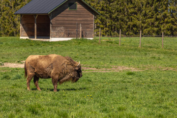 Buffalo during molting in Sweden national park