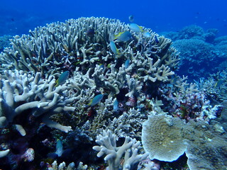 サンゴ（西表）