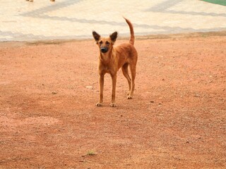 Stray dog on the ground
