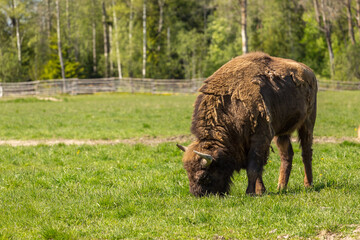 Fototapeta premium bison peacefully nips grass on the lawn