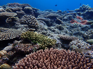 サンゴ（沖縄）