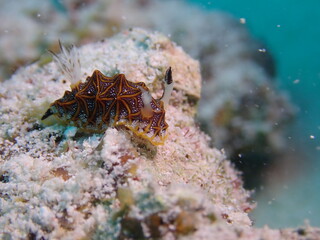 モザイクウミウシ（石垣）