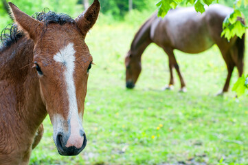 Obraz premium wild horse on a large meadow with beautiful scenery of blue sky and quiet at sunrise