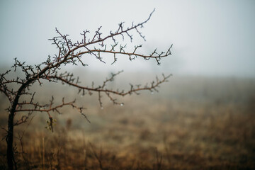Fototapeta na wymiar tree in the fog