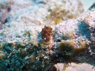 モザイクウミウシ（石垣）