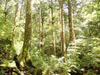 屋久杉（屋久島）