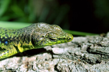 lizard on the tree
