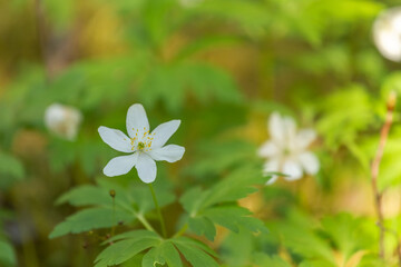 Little white meadow flowers in the rays of sunlight. Grow in early summer. Selective focus, blurred background.