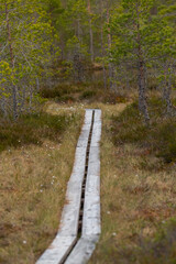 wooden walkway passing in swamp in national park in Sweden