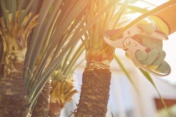 Hand of unknown gardener in colorful glove is trimming green yucca or small palm tree with pruning shears on sunny backyard. Pruning tool. Close up
