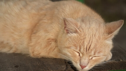 Naklejka na ściany i meble Close-up of a cat. Cat is sleeping