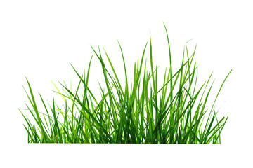 Grass isolated on white background