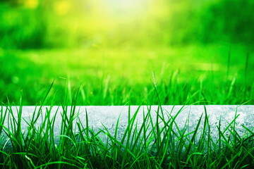 Close-up grass photos There is a beautiful blur background. And mild sunlight