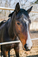 A sports stallion stands in a corral near the stable.