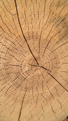 The texture of the cut tree. Cross section of the tree