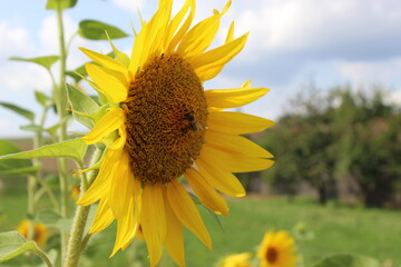 Hermoso girasol recibiendo los rayos de luz del sol en verano con una abeja en el centro en un día de nuebes esponjosas