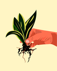 vector illustration of hand carrying a snake plant