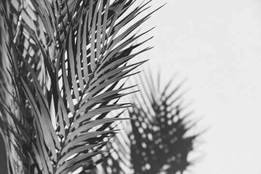 Summer abstract black and white photography of palm leaf and shadow of it over white wall.